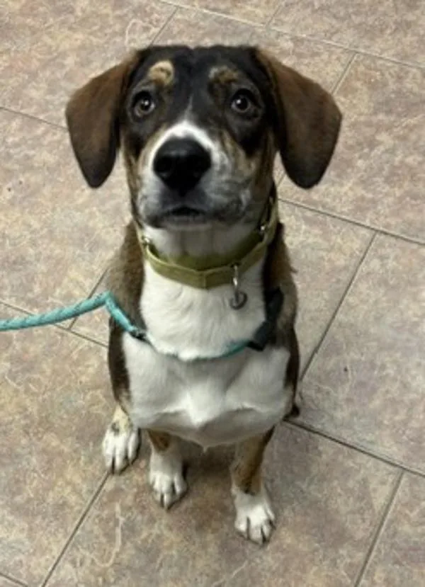 A young medium-sized male Hound dog named Razor for adoption in Littleton, CO