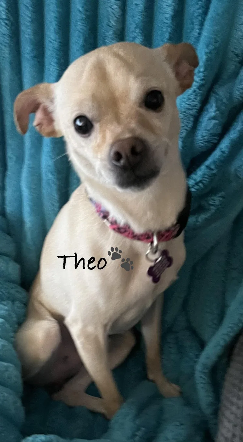 An adult small-sized male Apricot / Beige Terrier dog named Theo for adoption in Las Vegas, NV