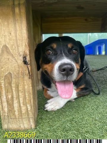 A young medium-sized female Mixed Breed dog named Dalia for adoption in West Palm Beach, FL