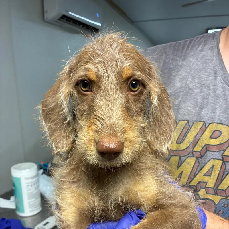A baby medium-sized male Yellow / Tan / Blond / Fawn Poodle dog named Ketchup for adoption in Hattiesburg, MS