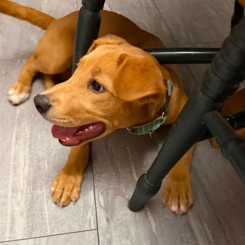 A baby medium-sized male Brown / Chocolate Mixed Breed dog named Mike for adoption in Fredericksburg, VA