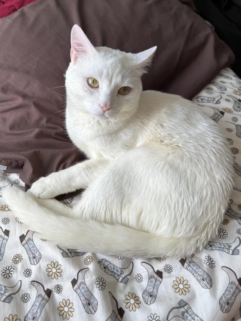 A young medium-sized male White Domestic Short Hair cat named Arceus for adoption in Brooklyn, NY
