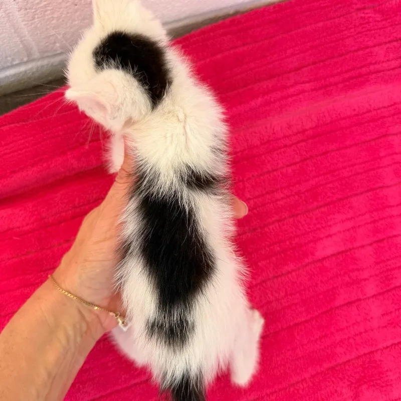 A baby small-sized male White Domestic Short Hair cat named Piper for adoption in Evensville, TN