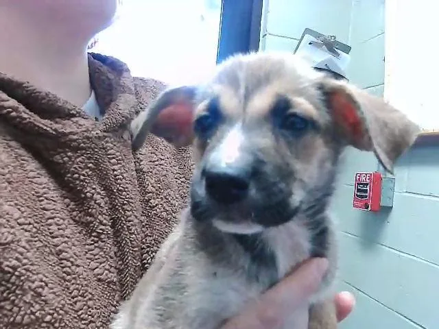 A baby small-sized female German Shepherd Dog dog named Chess for adoption in Tulsa, OK