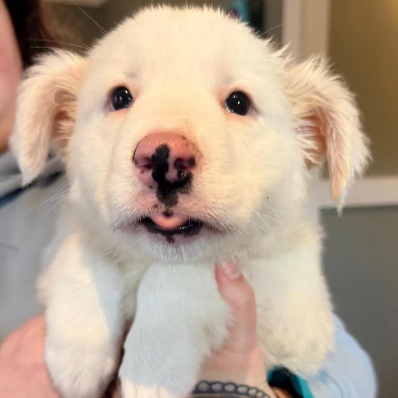 Ct Icelyn Avail Apr thumbnail 2