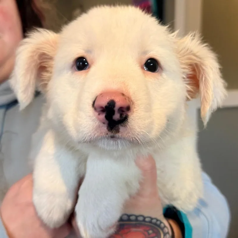 Ct Icelyn Avail Apr thumbnail 3