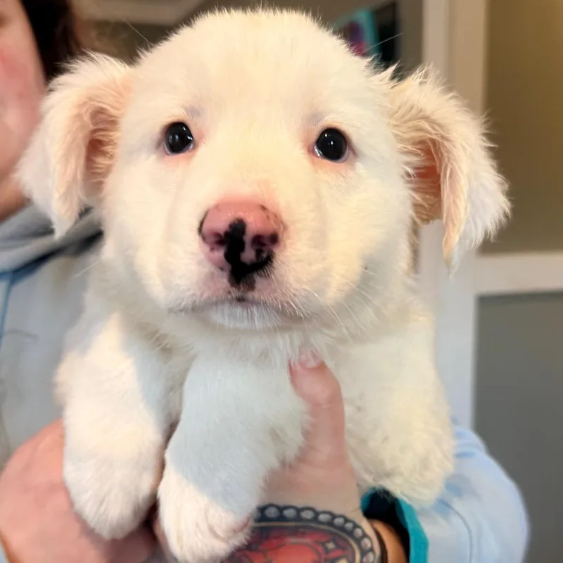 Ct Icelyn Avail Apr thumbnail 5