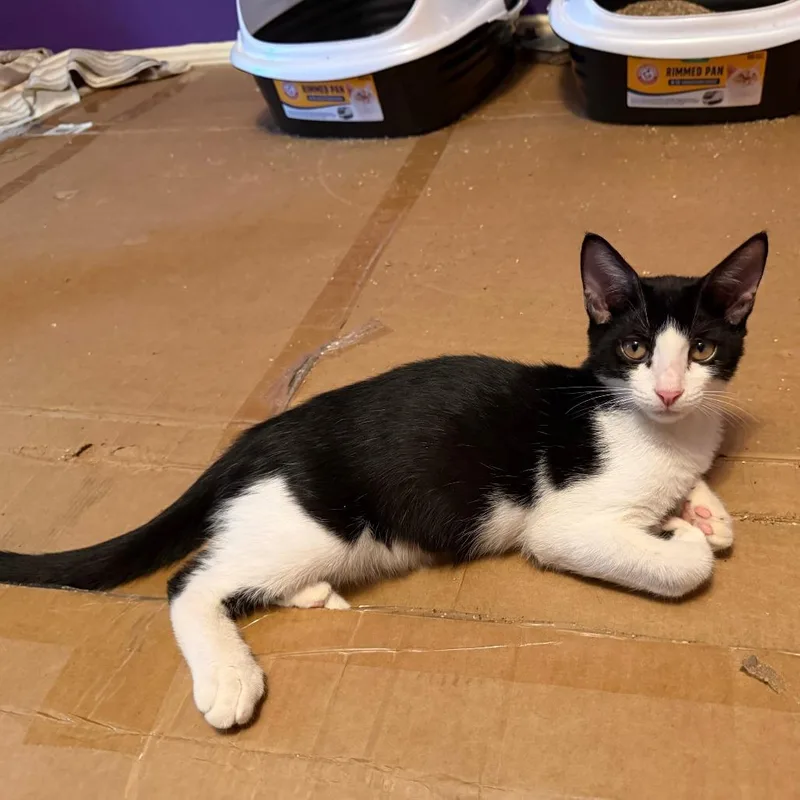 A young medium-sized male Domestic Short Hair cat named Boimler for adoption in Houston, TX