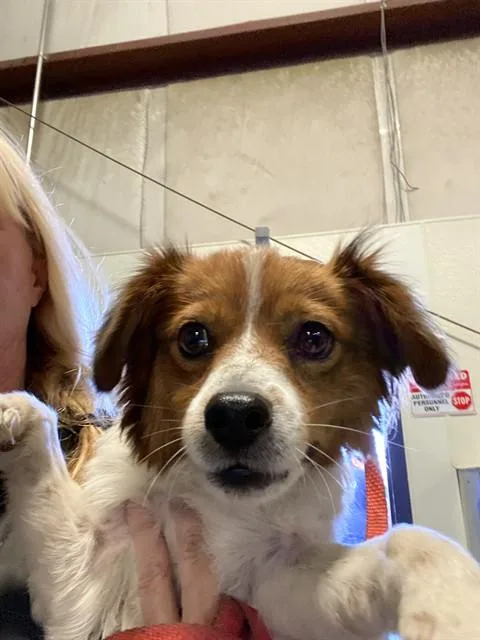 A young small-sized male Bicolor Chihuahua dog named Zipper Urgent And for adoption in Thousand Oaks, CA