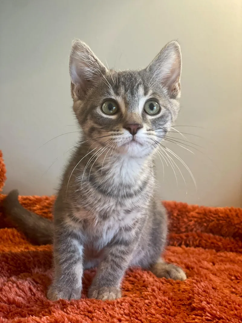 A baby medium-sized male Tabby (Gray / Blue / Silver) Tabby cat named Munch for adoption in Taylor, MI