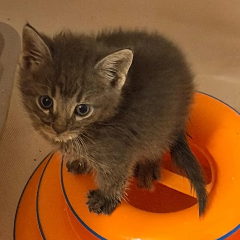 A baby small-sized male American Shorthair cat named Hemlock for adoption in mount vernon, AR
