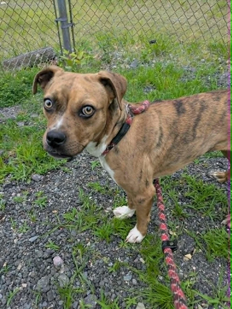 A young small-sized female Brindle Mountain Cur dog named Topaz for adoption in Brockton, MA