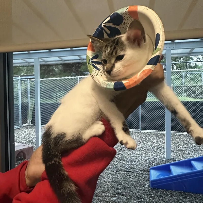 A baby small-sized male White Domestic Short Hair cat named Easy Peasy for adoption in Dearborn, MI