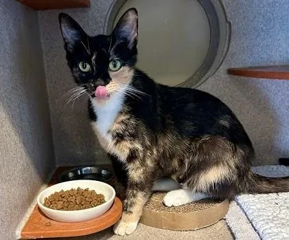 An adult medium-sized female Domestic Short Hair cat named Miski for adoption in Washington, DC