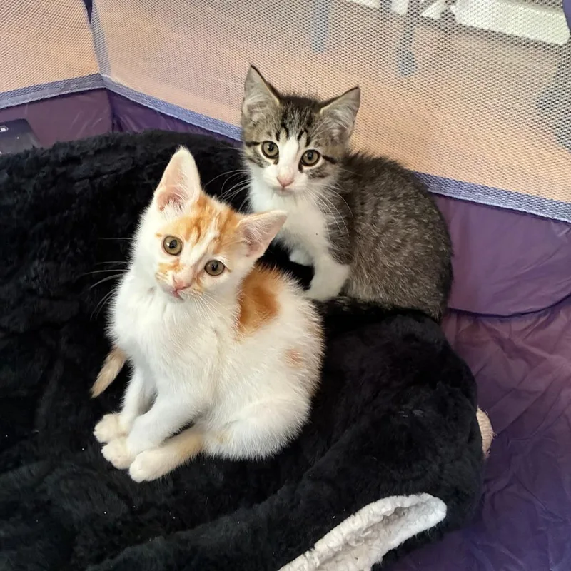 A baby small-sized male Orange / Red Domestic Short Hair cat named Jackal & Marius for adoption in La Grange, KY