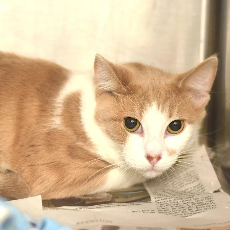 A young medium-sized male Orange / Red Domestic Short Hair cat named Brian for adoption in Belleville, IL