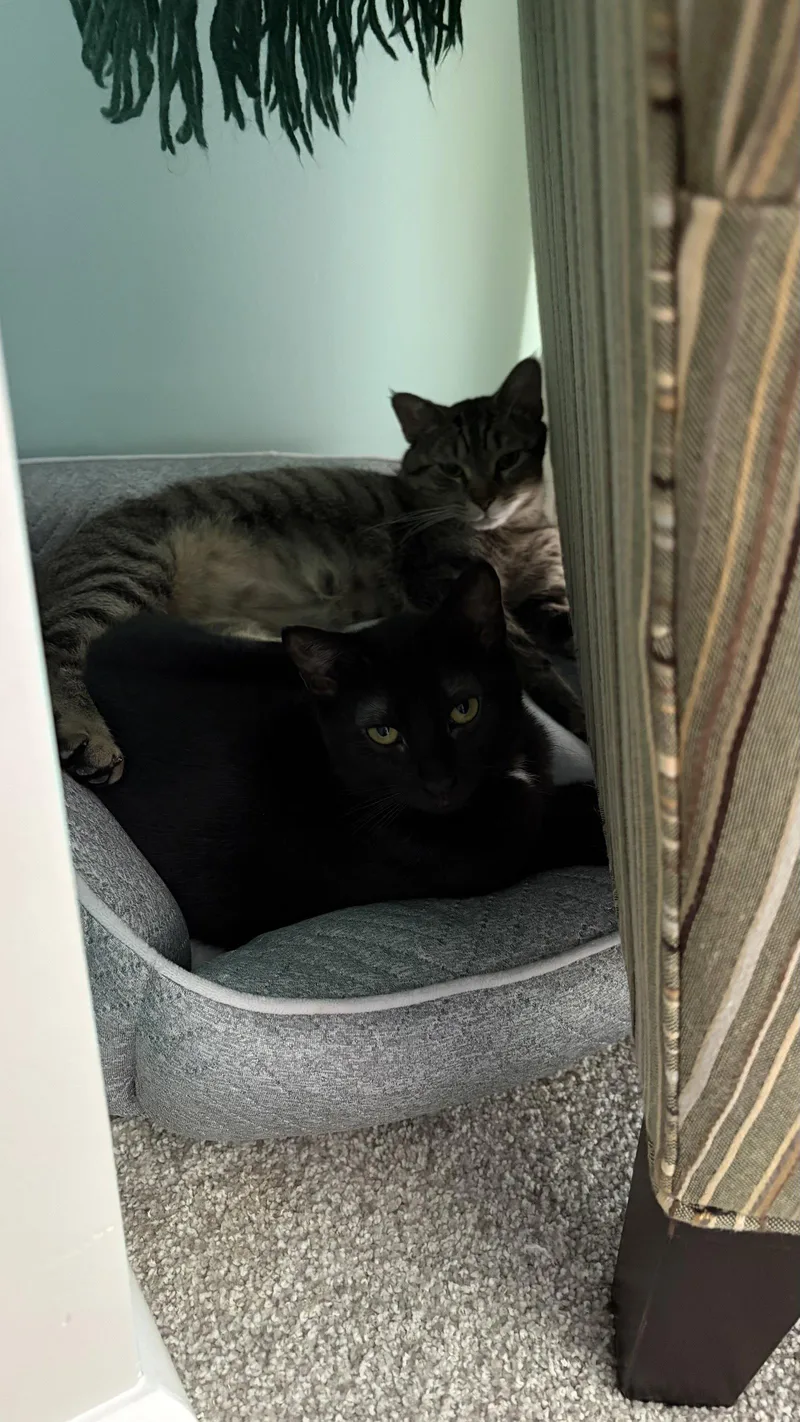 An adult large-sized male Domestic Short Hair cat named Bubbs for adoption in Hanover Park, IL