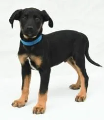 A young large-sized male Labrador Retriever dog named Pax for adoption in Kansas City, MO