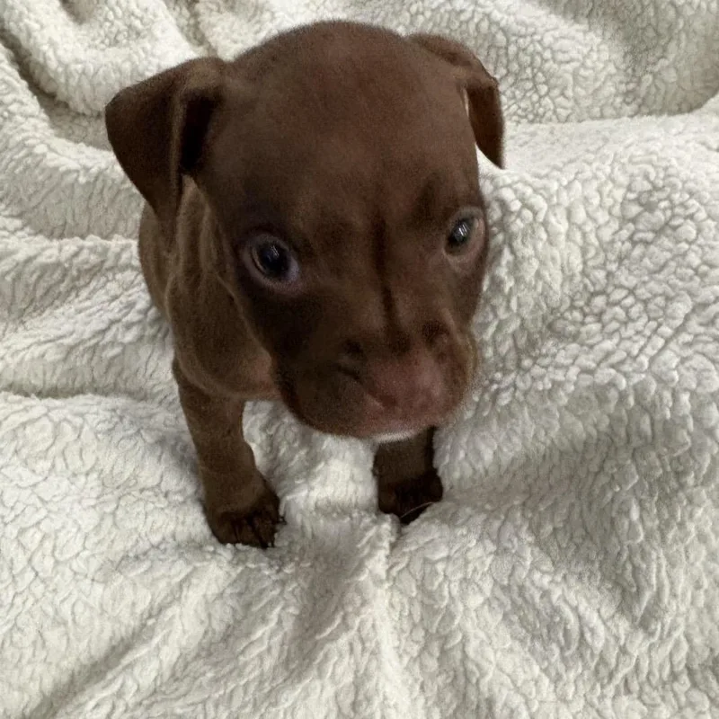 A baby small-sized female Brown / Chocolate Pit Bull Terrier dog named Marie ~ Coming Soon!!! for adoption in Chicago, IL