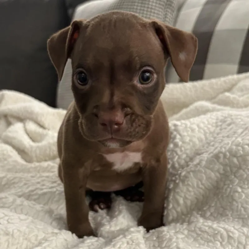 Marie ~ Coming Soon!!! thumbnail 2