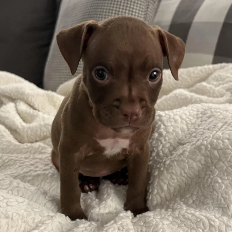 Marie ~ Coming Soon!!! thumbnail 3