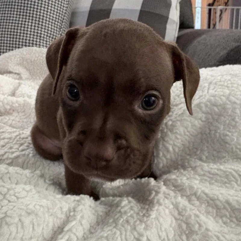 Marie ~ Coming Soon!!! thumbnail 4