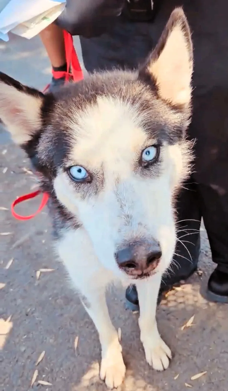 A young medium-sized male Gray / Blue / Silver Siberian Husky dog named Marco for adoption in Largo, FL