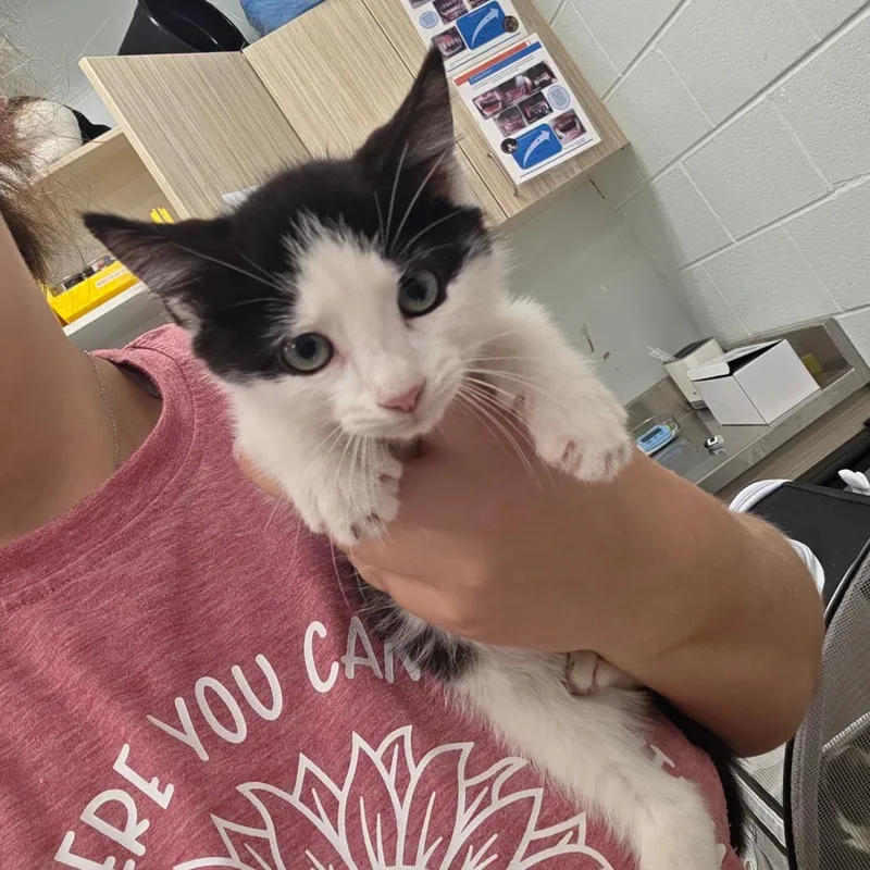 A baby small-sized male Black Domestic Short Hair cat named Silly Goose for adoption in Chattanooga, TN