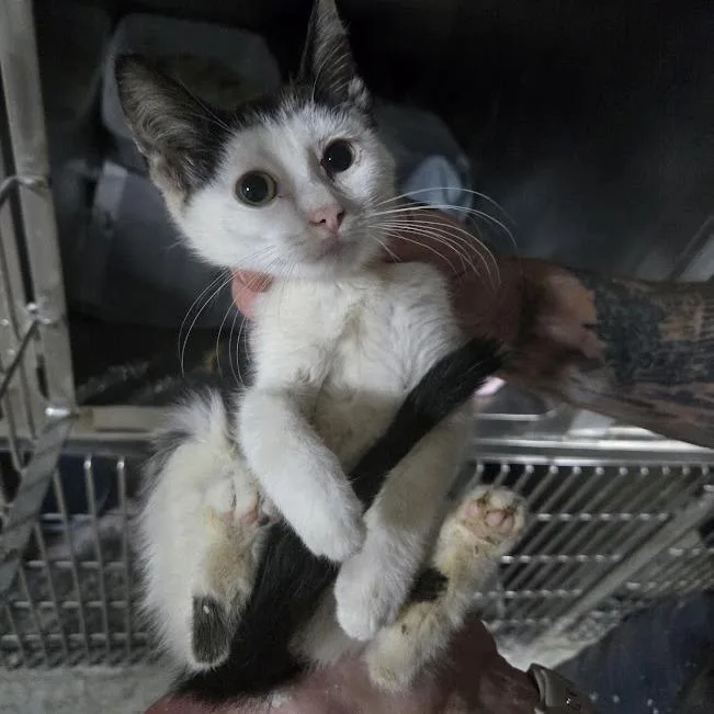 A baby small-sized female White Domestic Short Hair cat named Opal for adoption in Sioux Falls, SD