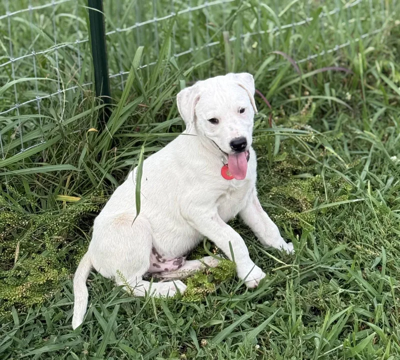 A young medium-sized male Pit Bull Terrier dog named Beetle for adoption in Nashville, TN