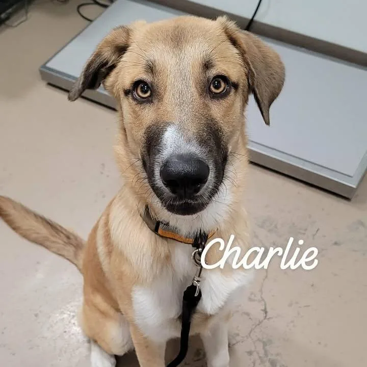 Charlie