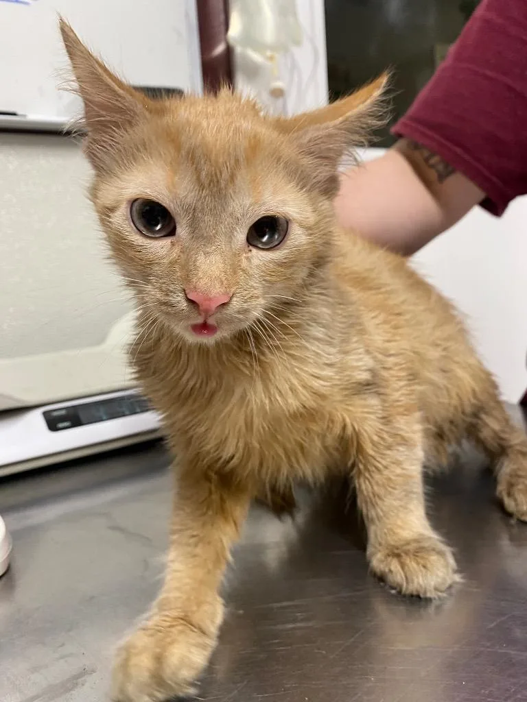 Valencia thumbnail 2