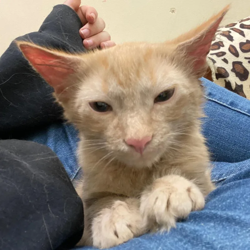 Valencia thumbnail 3