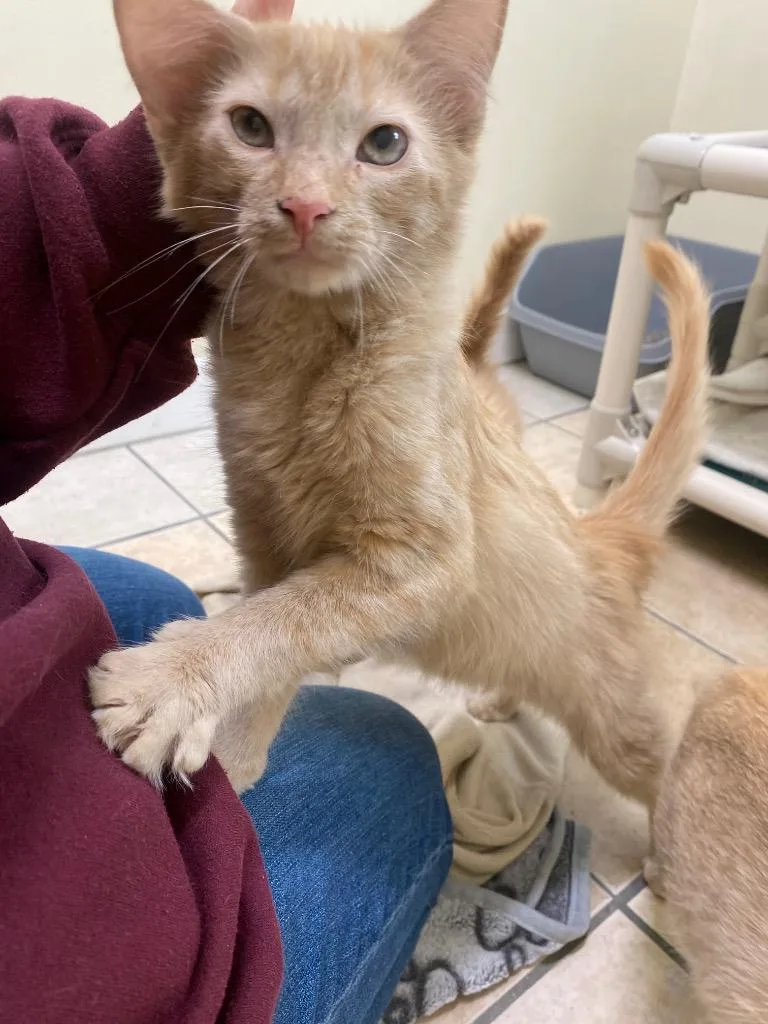 Valencia thumbnail 4