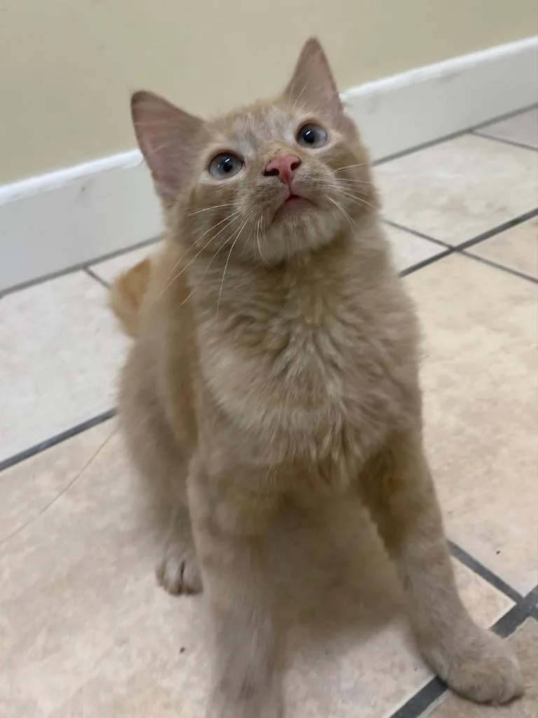 Valencia thumbnail 5