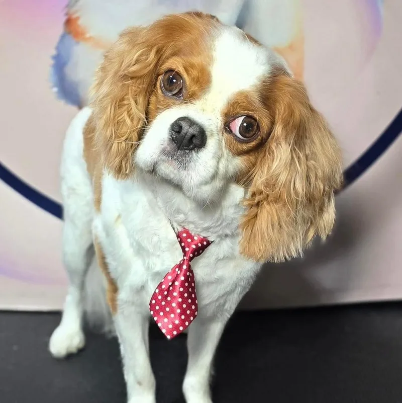 An adult small-sized male Cavalier King Charles Spaniel dog named Chessie for adoption in Oklahoma City, OK