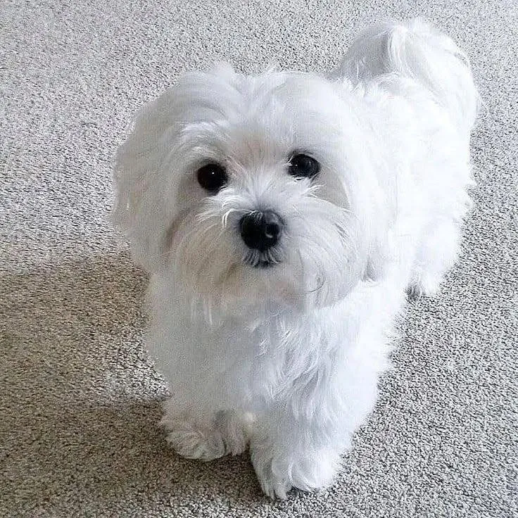 A young small-sized female Maltese dog named Ivy for adoption in Lakeland, GA