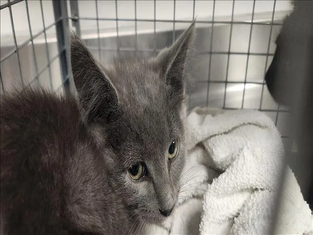 A baby small-sized male Domestic Short Hair cat named Cedar for adoption in Los Angeles, CA
