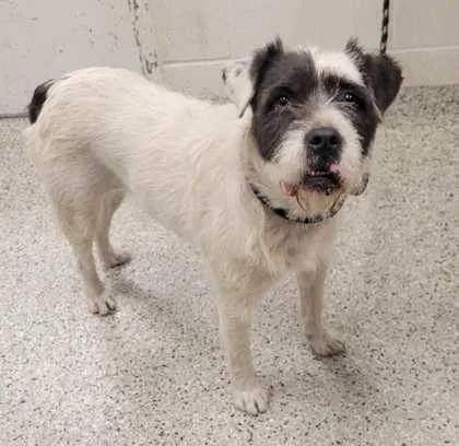 An adult large-sized female White / Cream Terrier dog named Flirt for adoption in Kansas City, MO