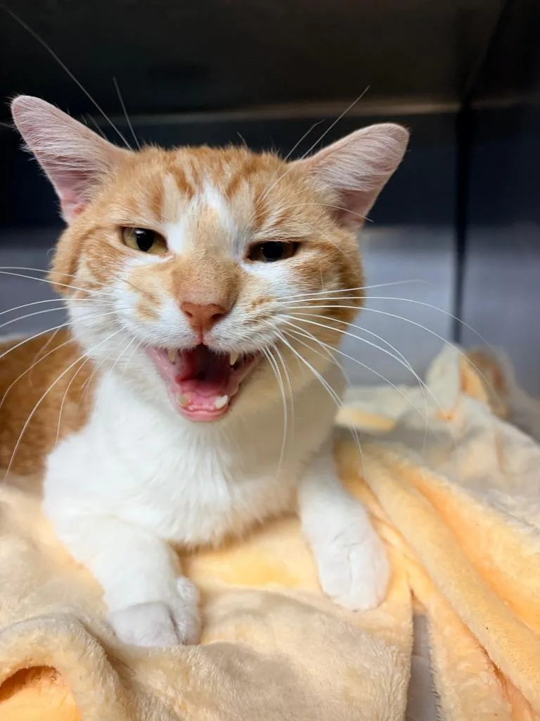 A young medium-sized male Domestic Short Hair cat named Sprinkles for adoption in Huntington, IN