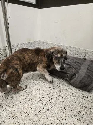 A senior medium-sized male Dachshund dog named Roja for adoption in Atlanta, GA