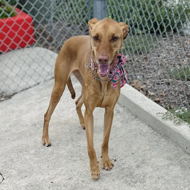 An adult medium-sized female Red / Chestnut / Orange Doberman Pinscher dog named Kenzie for adoption in Seguin, TX