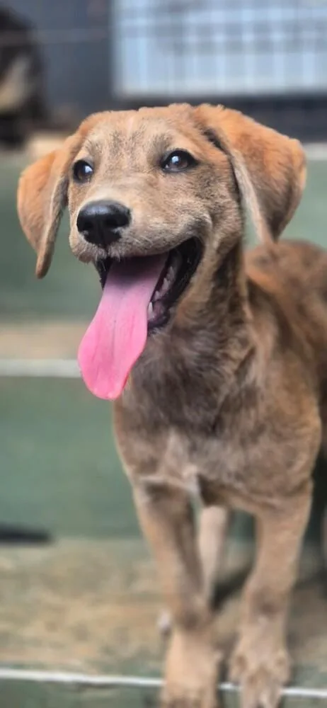 A baby small-sized female Labrador Retriever dog named Milena for adoption in North Reading, MA