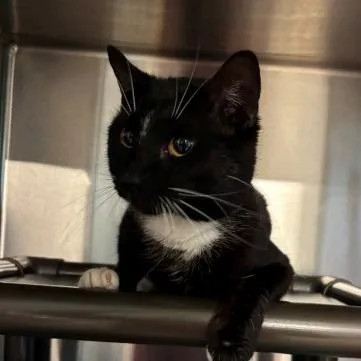 A young medium-sized male Black Domestic Short Hair cat named Zorro for adoption in New York, NY