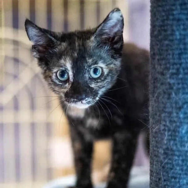 A baby medium-sized female Tortoiseshell Domestic Short Hair cat named Stella for adoption in Schnecksville, PA