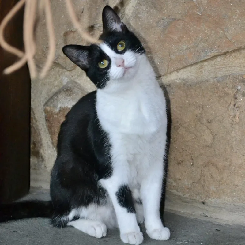 A young medium-sized female Black & White / Tuxedo Domestic Short Hair cat named Gherkin for adoption in Woodbury, NJ