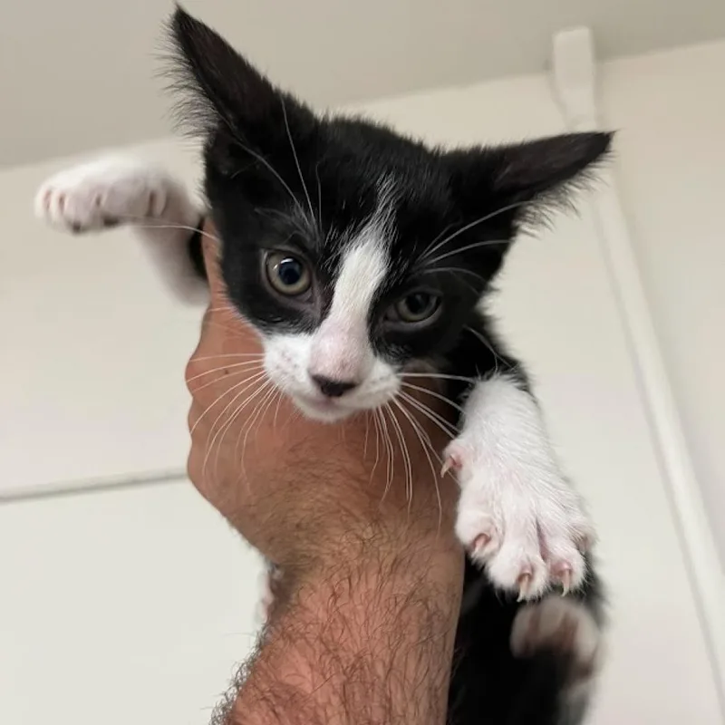 An adult small-sized female Black Domestic Short Hair cat named Tsunami for adoption in Hemet, CA