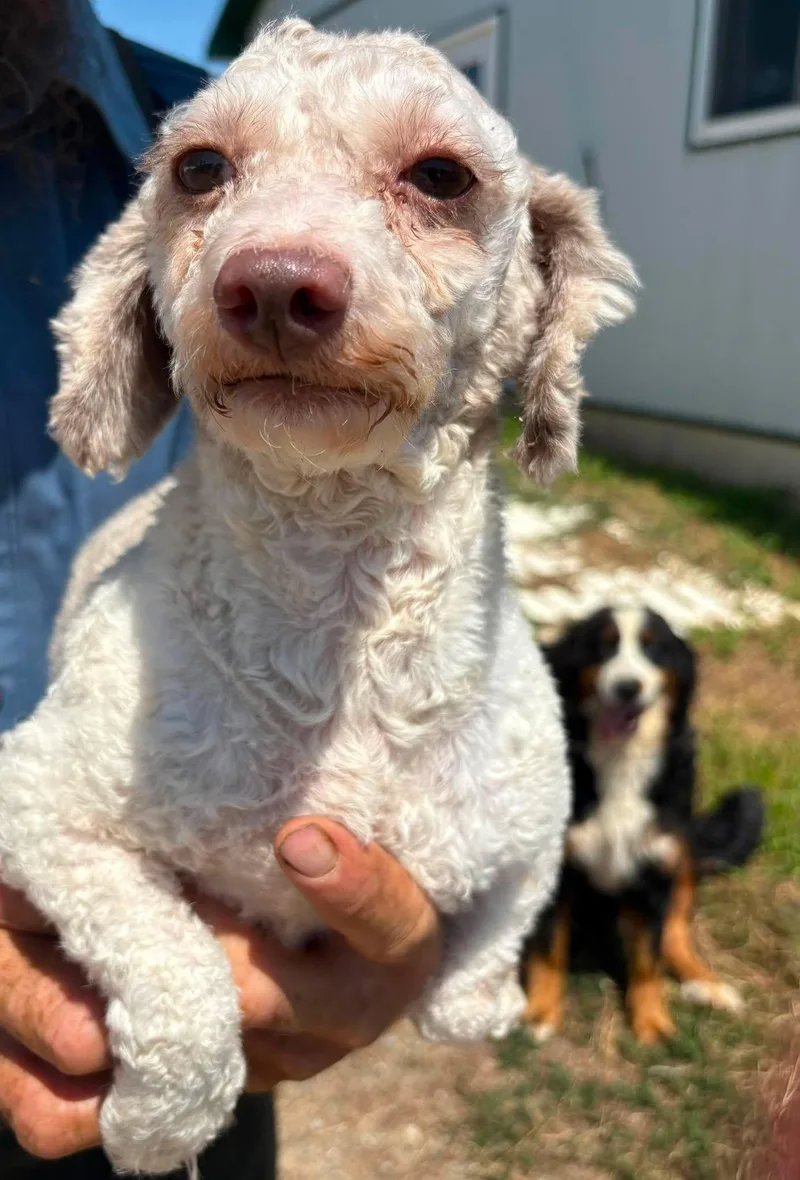 A baby medium-sized male Miniature Poodle dog named Sprocket for adoption in Havertown, PA