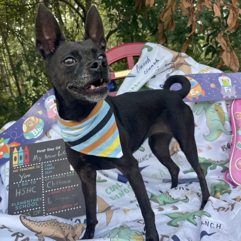 An adult small-sized female Black Mixed Breed dog named Layla for adoption in Sarasota, FL