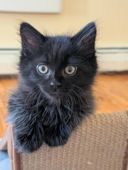 A young small-sized female Domestic Short Hair cat named Riley Jr. for adoption in Lowell, MA